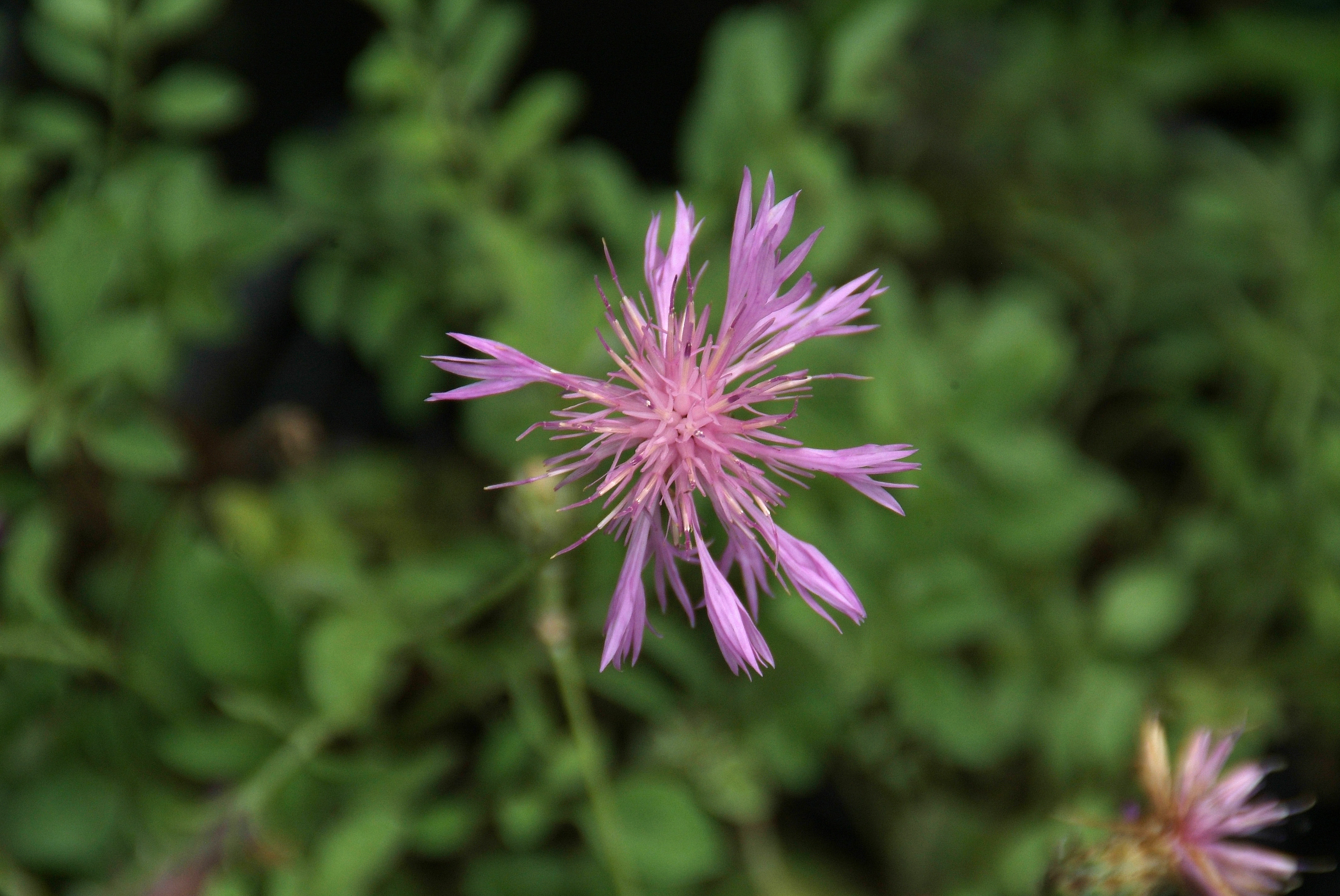 Centaurea bella  bestellen